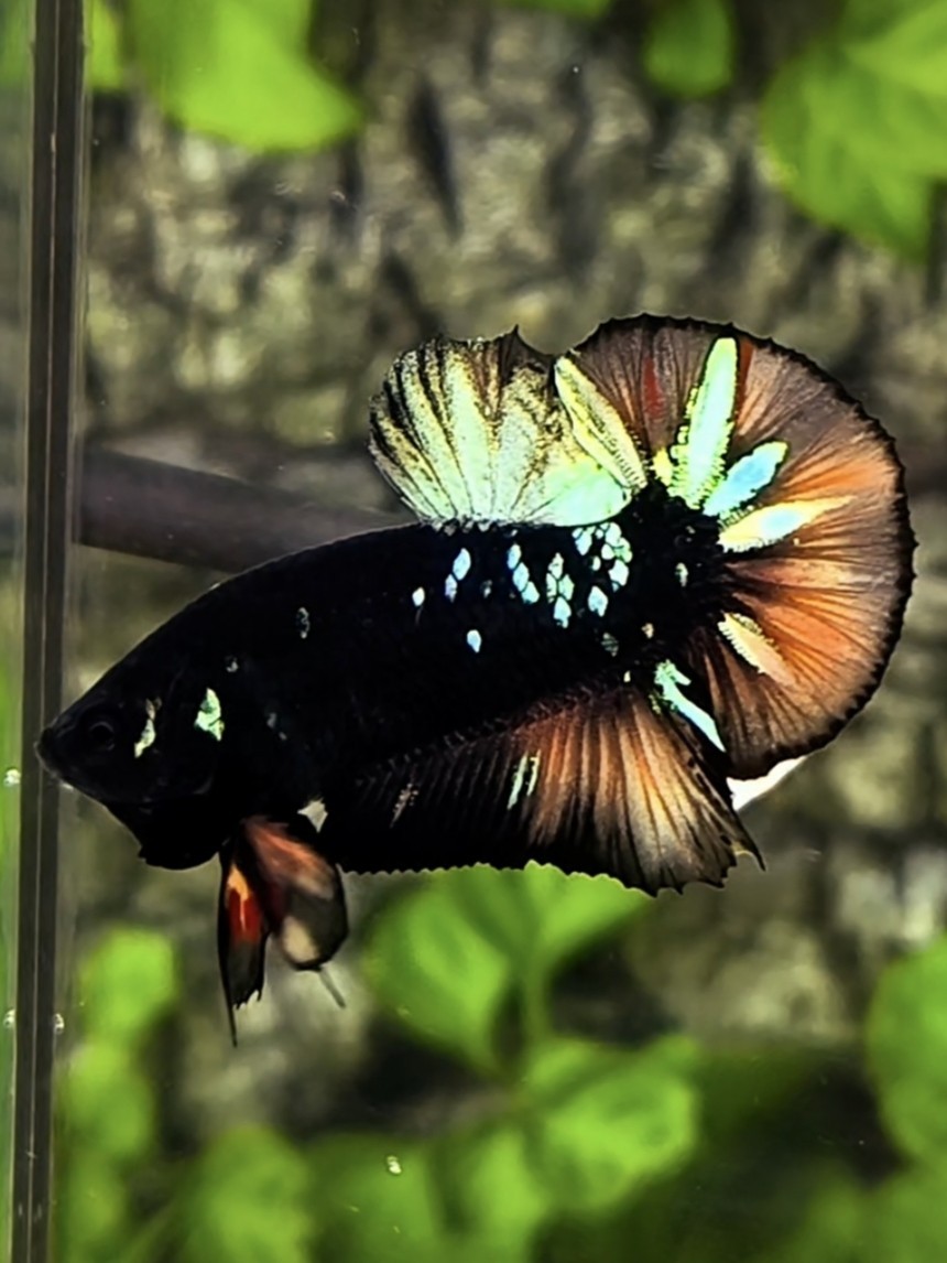 Live Betta Fish Plakat Male Grade Premium USA Seller (AN)