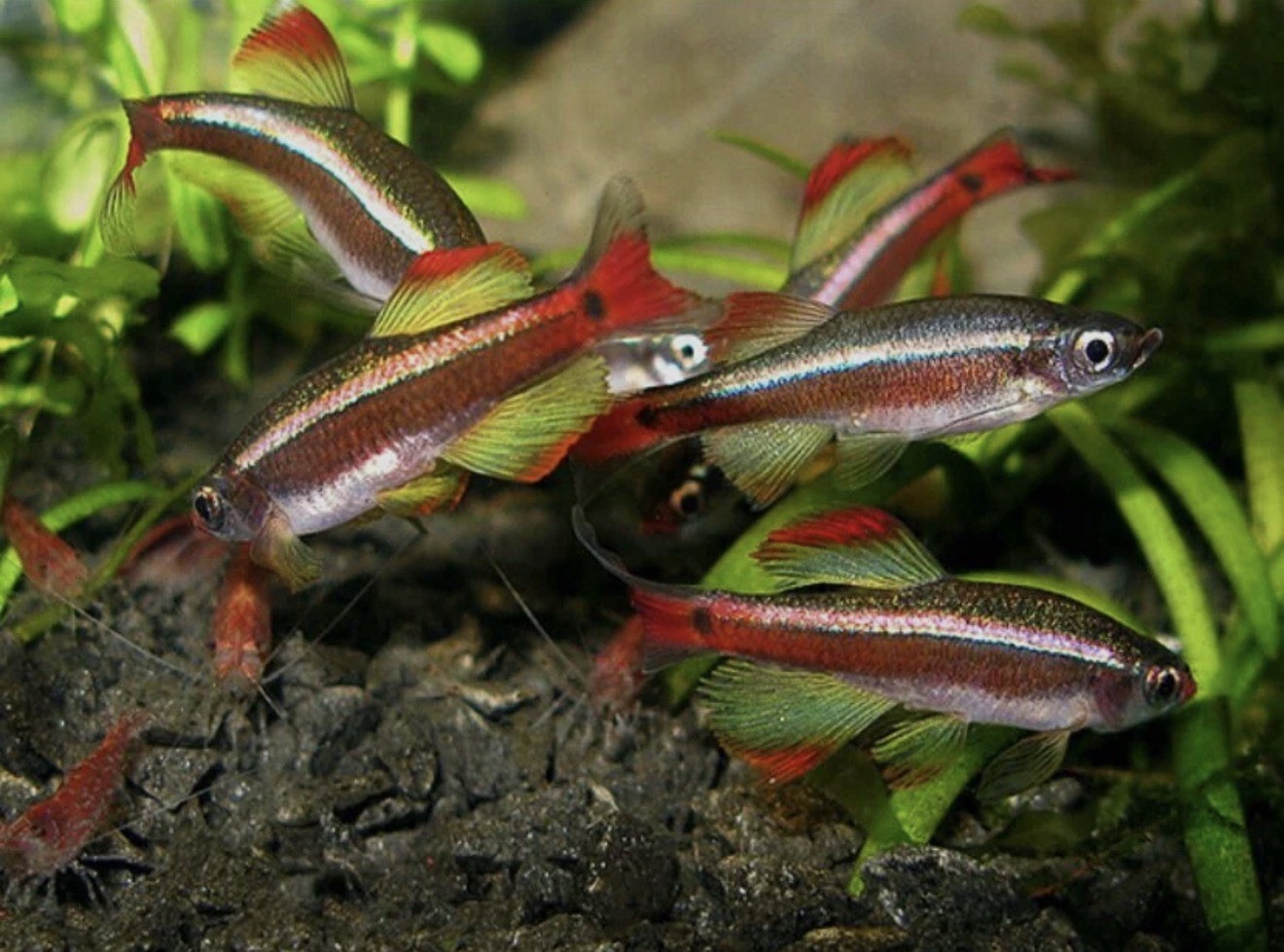 Group Of 6 Long Fins White Cloud Minnows Healthy And Colorful Live Fish