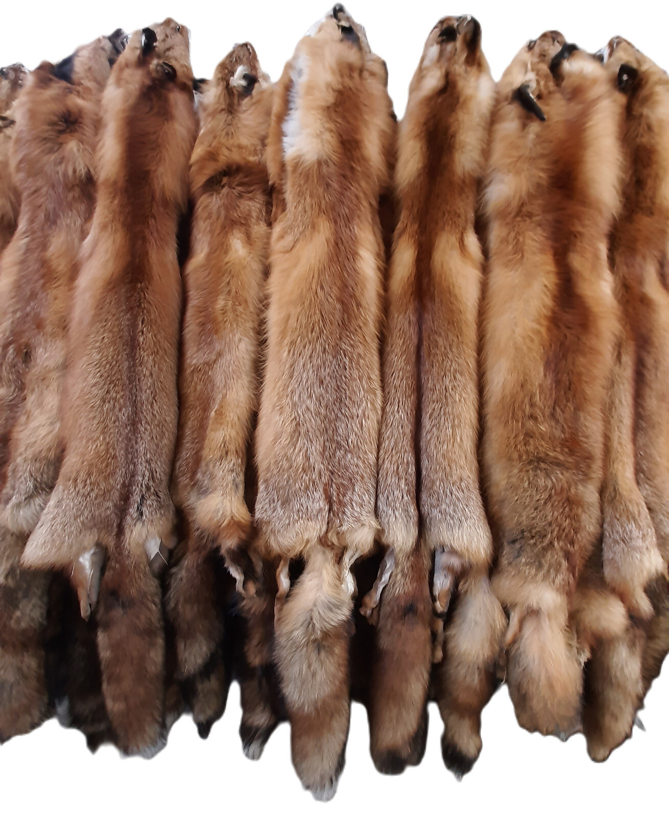 Red Fox Pelt - 44\