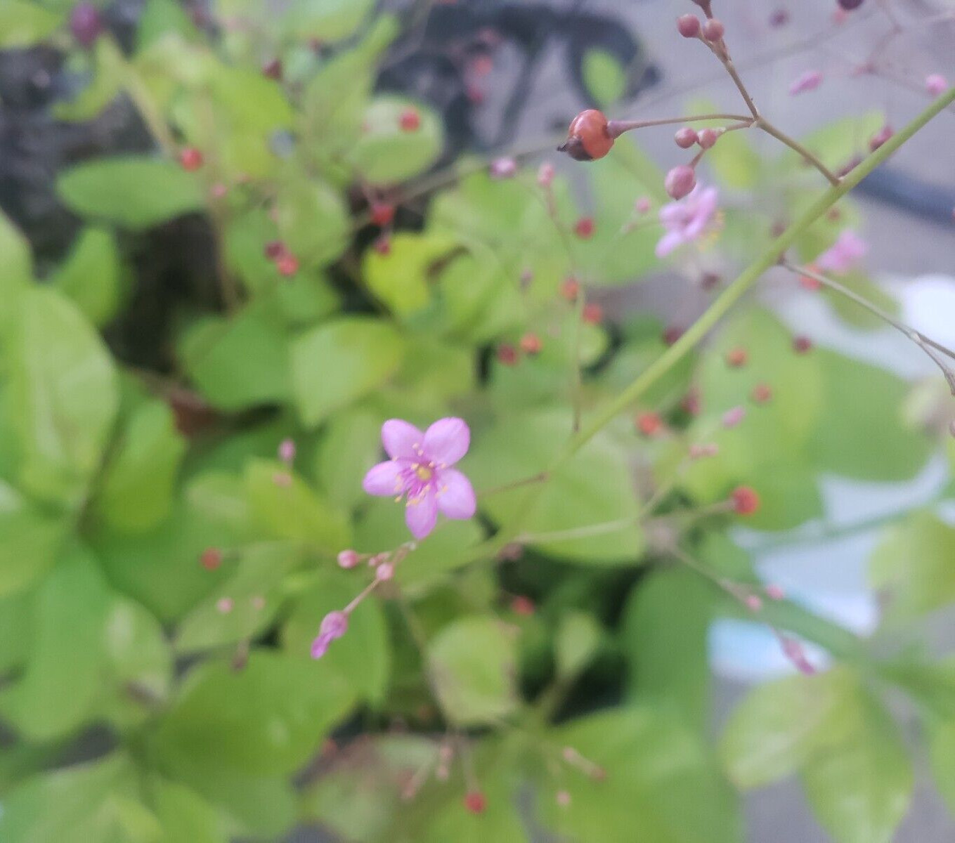 Jewels of Opar - Talinum Paniculatum(200+ seeds) unique flower stems