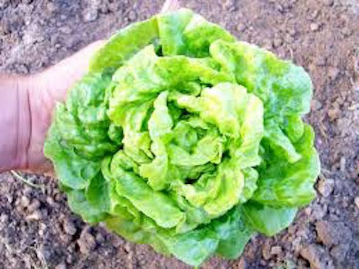 1000+ Buttercrunch Lettuce Seeds | Vegetable Seeds | Non-GMO |NEW Seanson