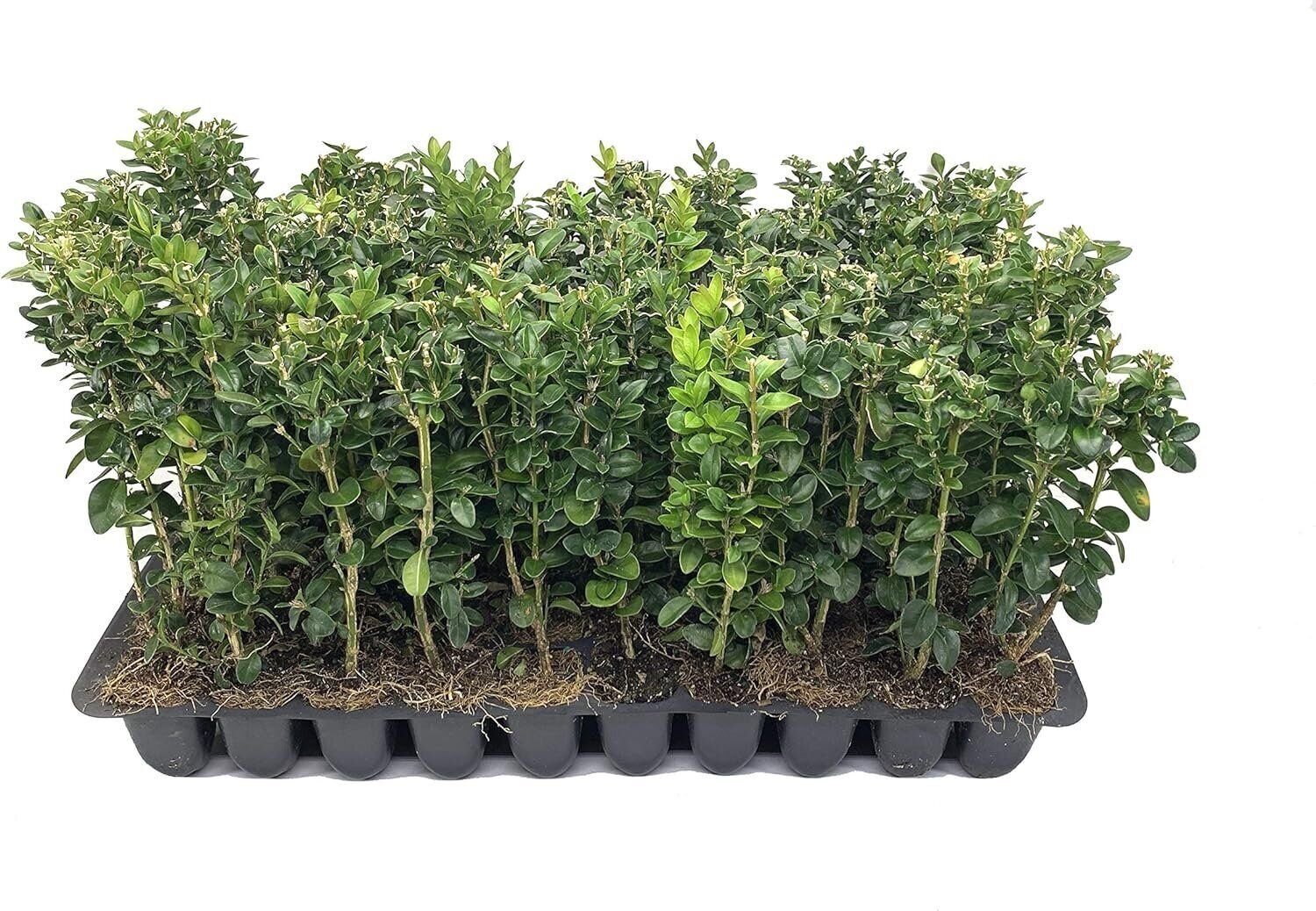 Green Mountain Boxwood - Live Plants - Buxus - Fast Growing Cold Hardy Formal...