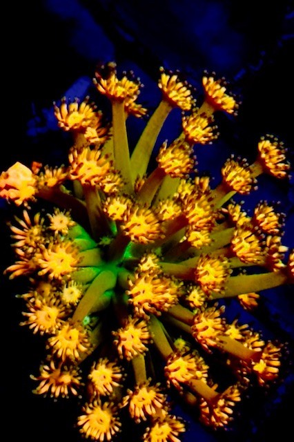Coral Beauties Aquatics Grandmaster Goniopora- WYSIWYG 04 Coral Beauties Aquatics Grandmaster Goniopora- WYSIWYG 04