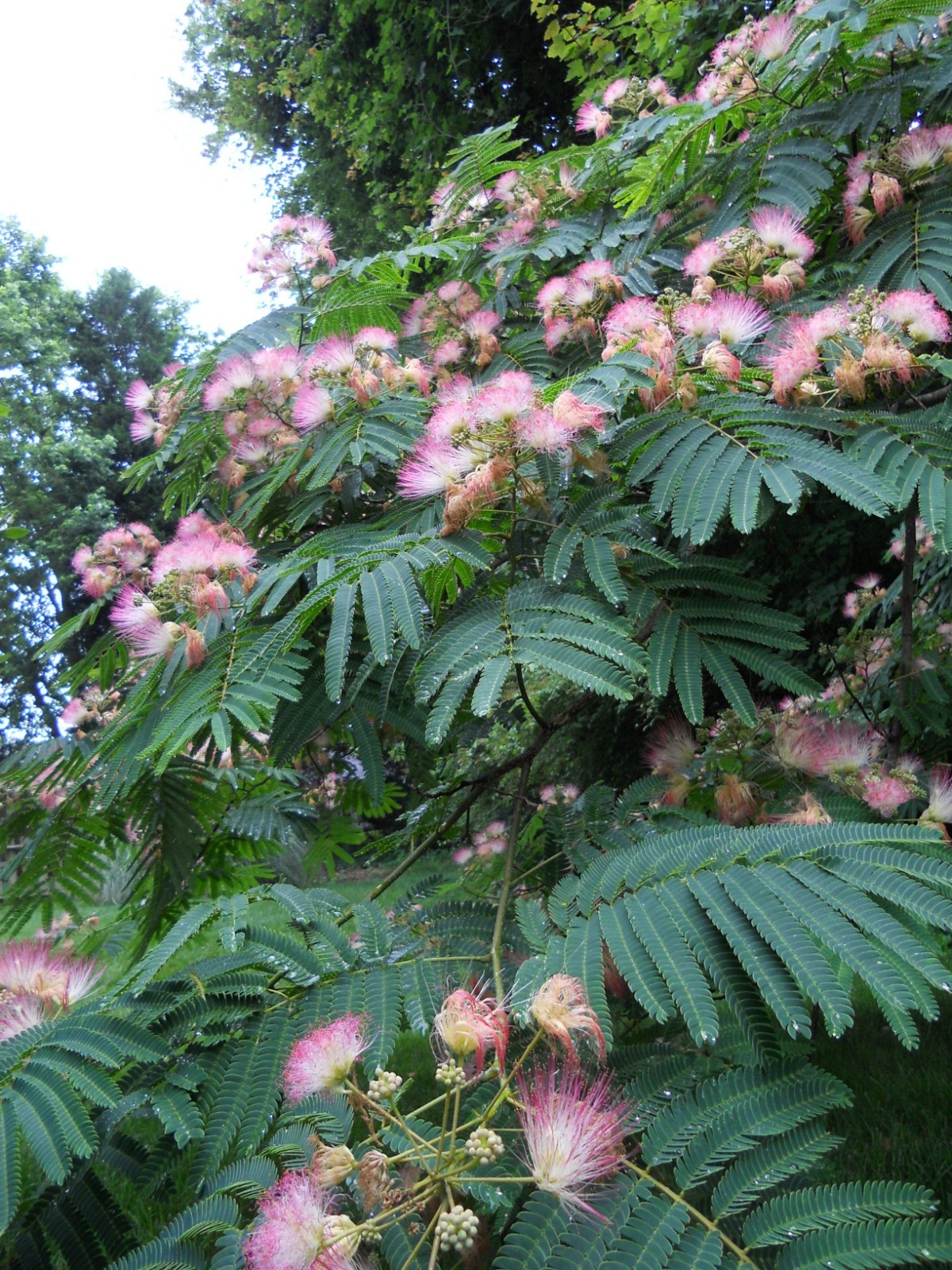 (3) Pink Mimosa Tree Sapling Live Plant Bare Root All Natural 4 (3) Pink Mimosa Tree Sapling Live Plant Bare Root All Natural 4