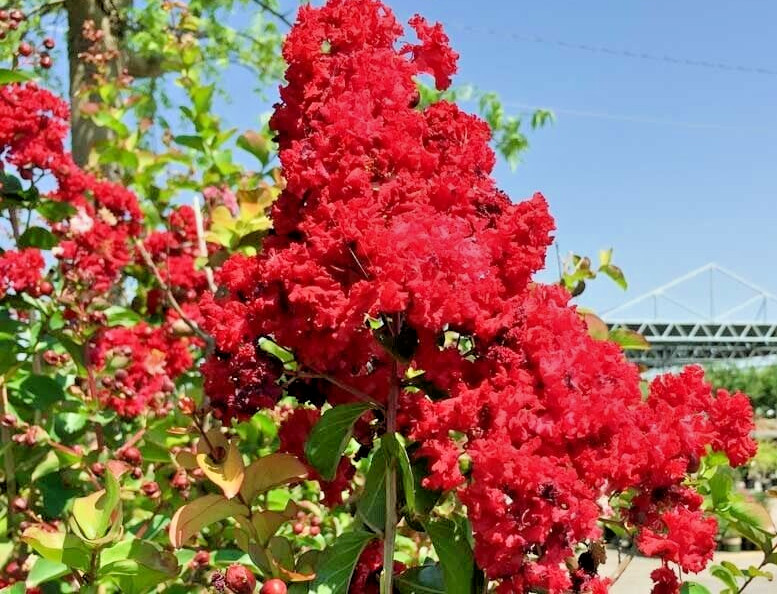 25 seeds red dwarf Crepe Myrtle Crape Tree Lagerstroemia - flowers (Dynamite?)