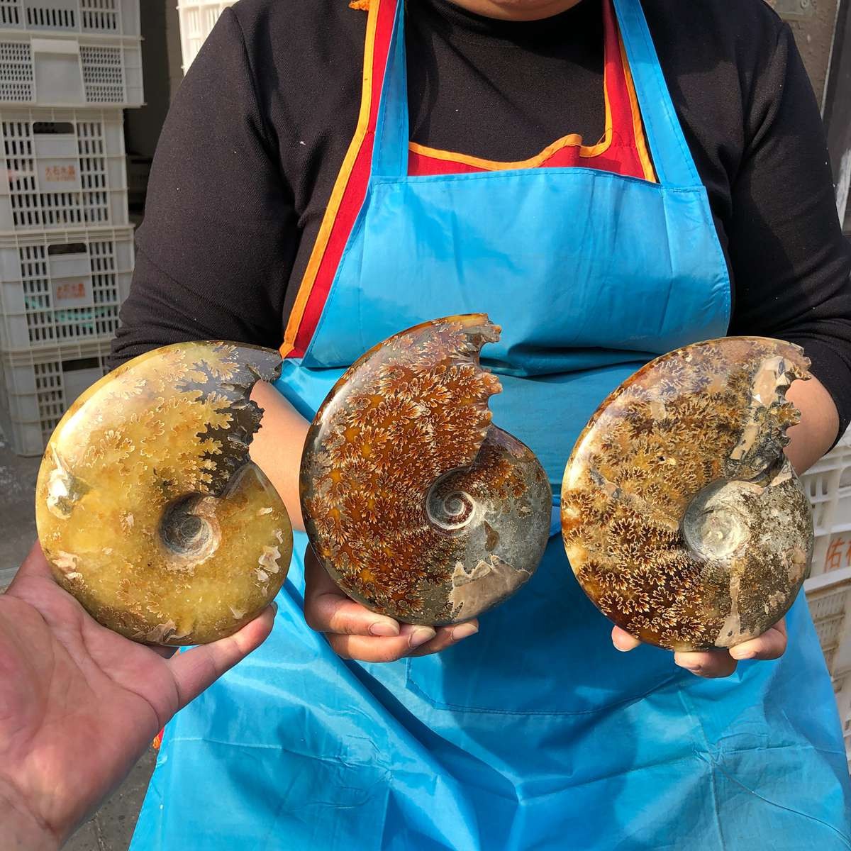 3pcs 4.22LB Natural Beautiful Ammonite Fossil Conch Crystal Specimen Healing