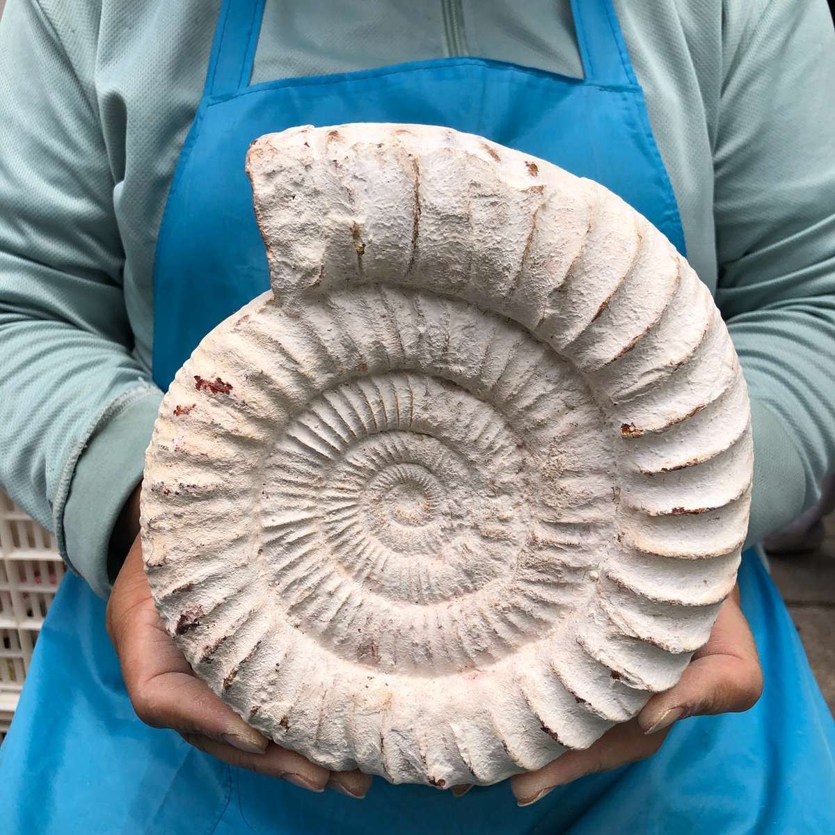 4.48 LB Natural White Ammonite Fossil Specimen Home Decor Healing Stone 5780