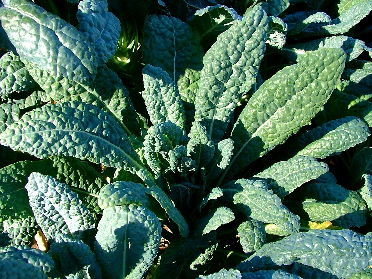 Lacinato Kale Seeds, Italian Dinosaur Kale, NON-GMO, Cruciferous, 