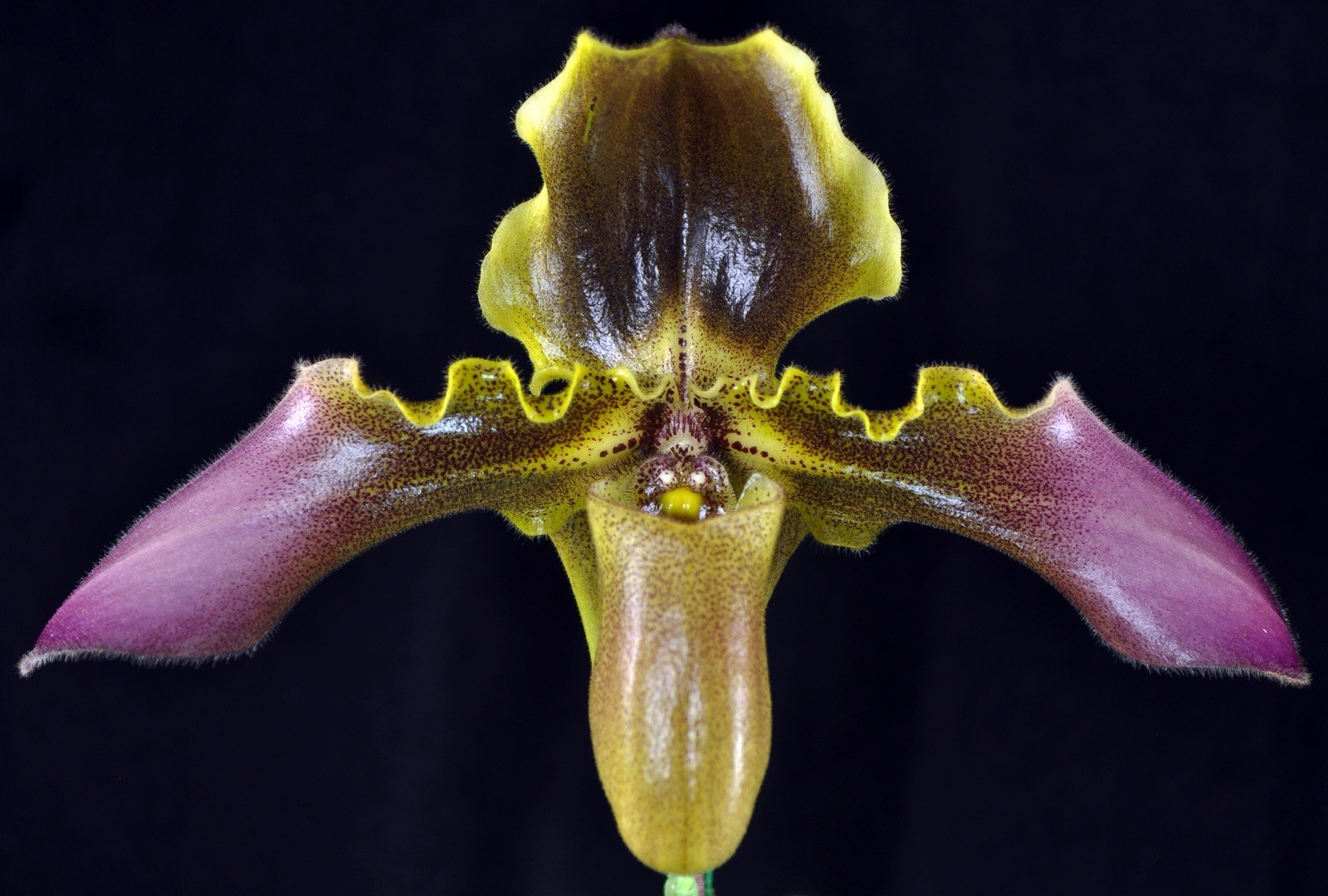 Paph hirsutissimun v esquitolie (2+ Fans) Paph hirsutissimun v esquitolie (2+ Fans)