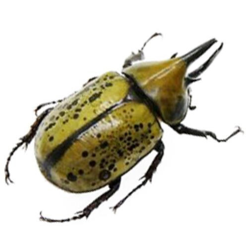 Dynastes tityus MALE hercules beetle Indiana USA Dynastes tityus MALE hercules beetle Indiana USA