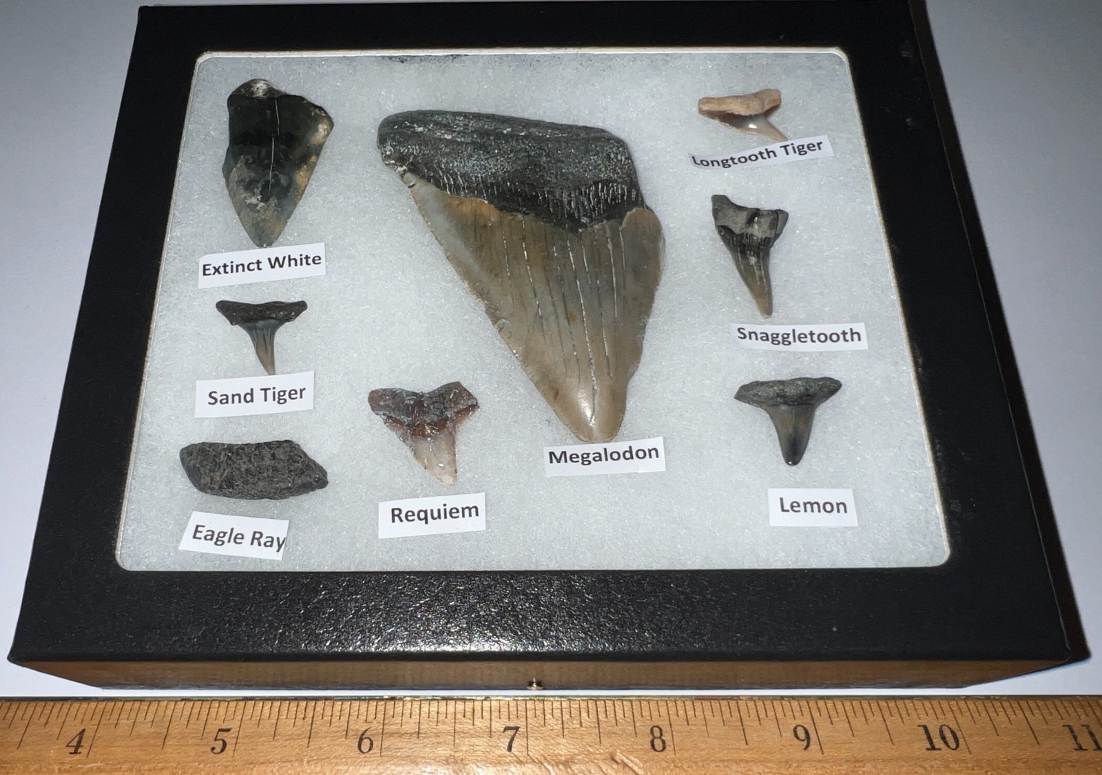 Megalodon Era Shark Teeth Collection Framed Labeled Fossil Shark Tooth Lot