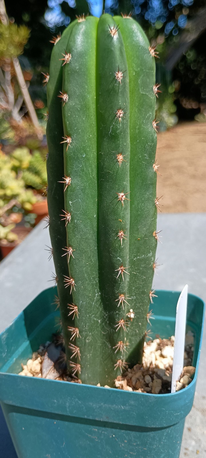 Cactus Cereus Echinopsis Named Premium Rooted Hybrid Yearling