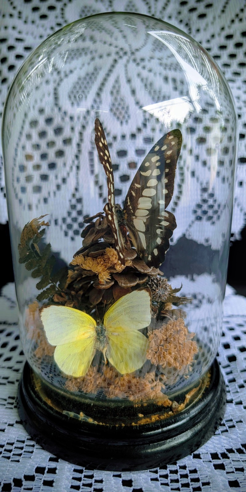 Vintage Butterfly Preserved Specimen Flower Botanical Bell Jar Display Decor Vintage Butterfly Preserved Specimen Flower Botanical Bell Jar Display Decor