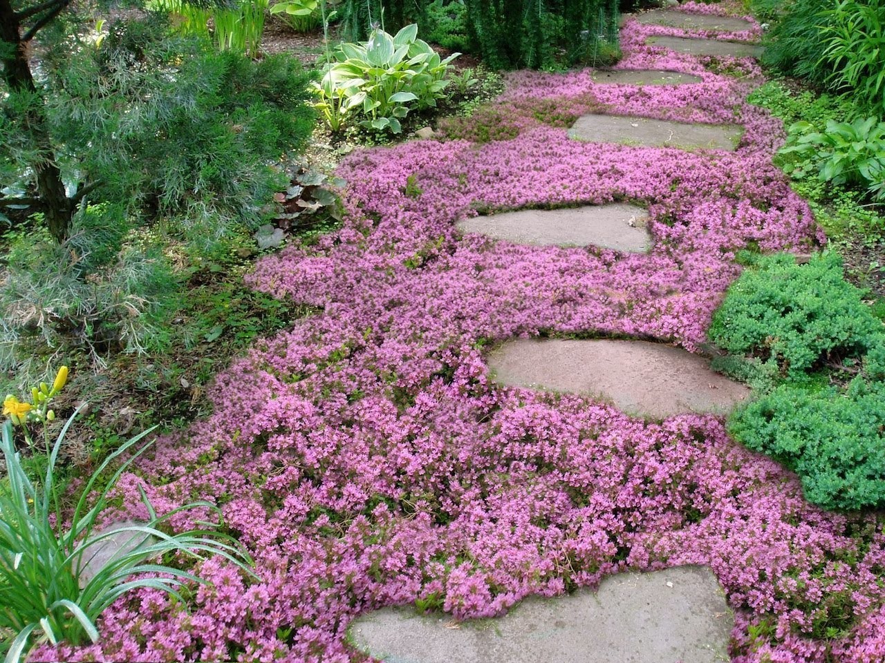 5 Plants - Creeping Thyme - Fragrant Ground Cover – Perennial 5 Plants - Creeping Thyme - Fragrant Ground Cover – Perennial