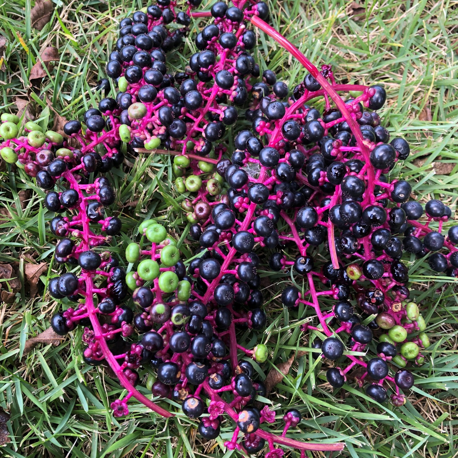 500 Pokeweed Seeds (Phytolacca americana) herbaceous perennial, dye, biomass
