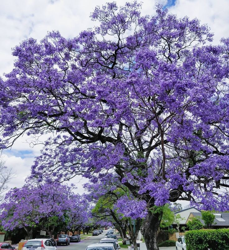 Jacaranda Mimosifolia,  Jacaranda Tree 10 Seeds   