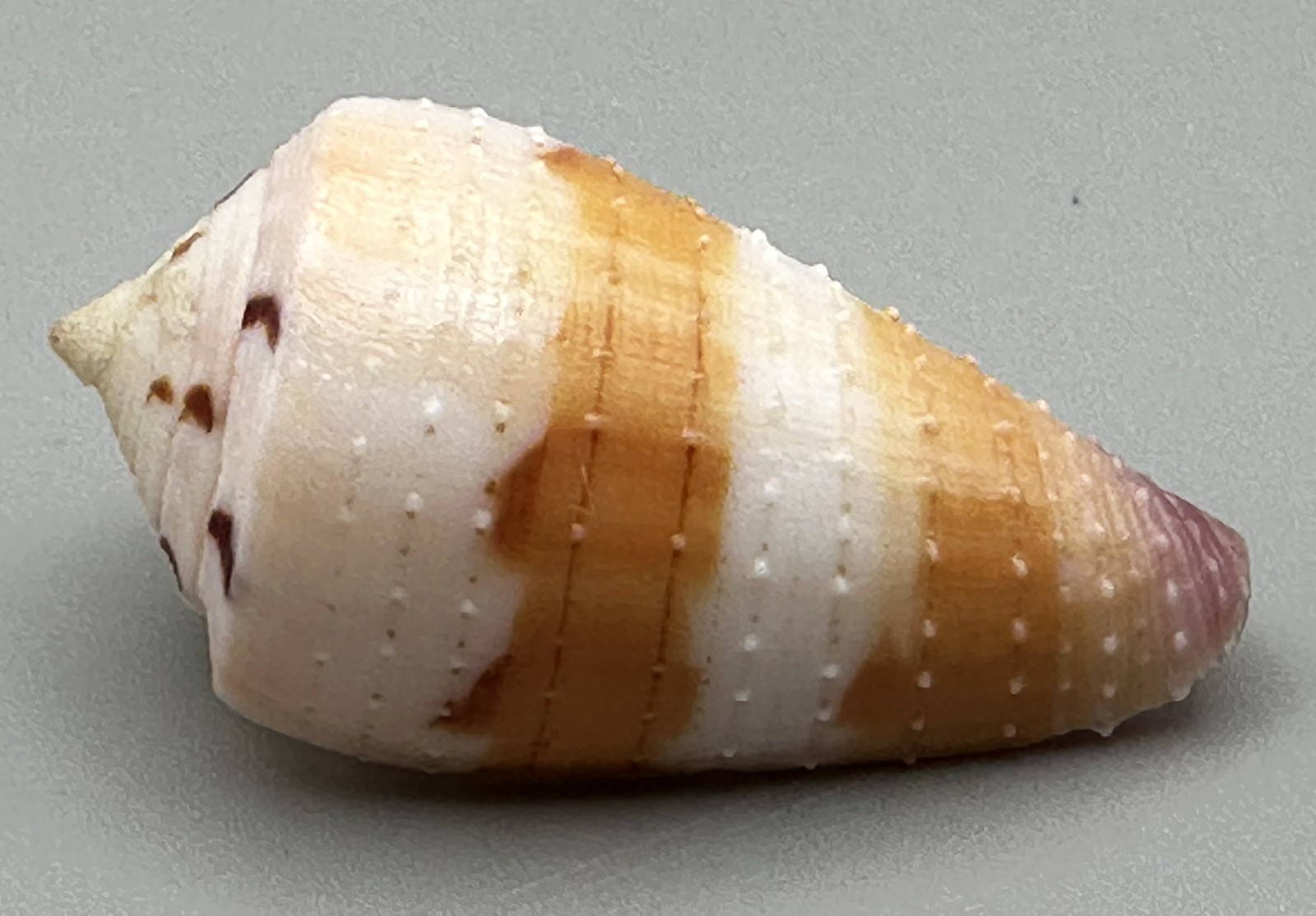 Conus circumactus 37mm F++ Beautiful Color Olango Cebu Philippines with Data