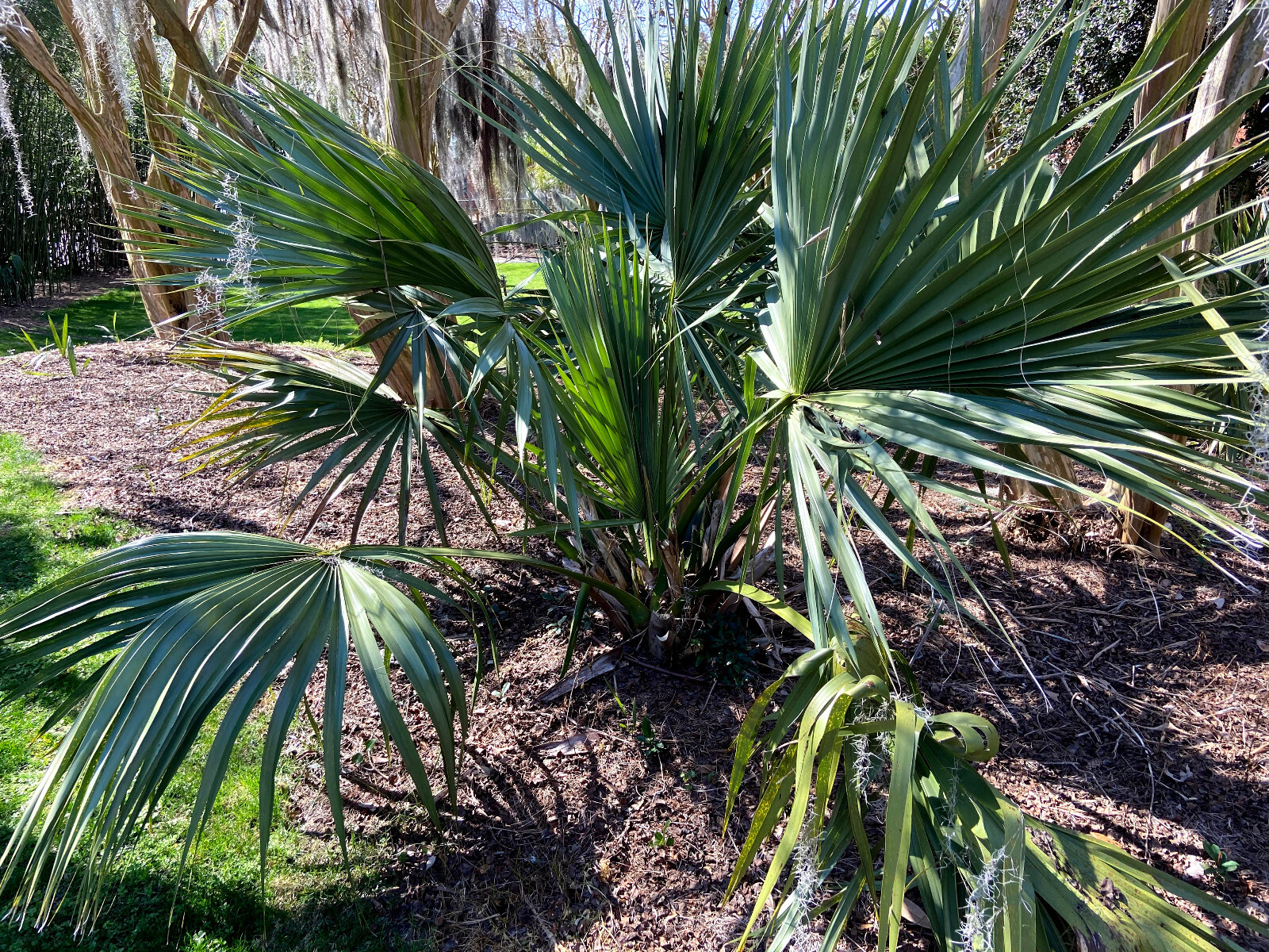 Sabal tamaulipensis (Tamaulipas) Seeds  Almost NEVER Offered  Cold Hardy