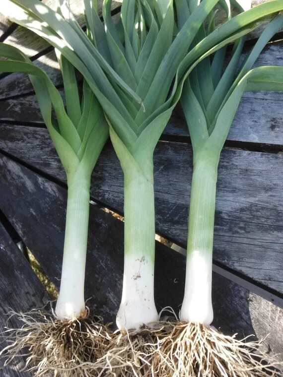 200 AMERICAN FLAG LEEK SEEDS ~ heirloomseedguy ~ 2027 ~ NON-GMO