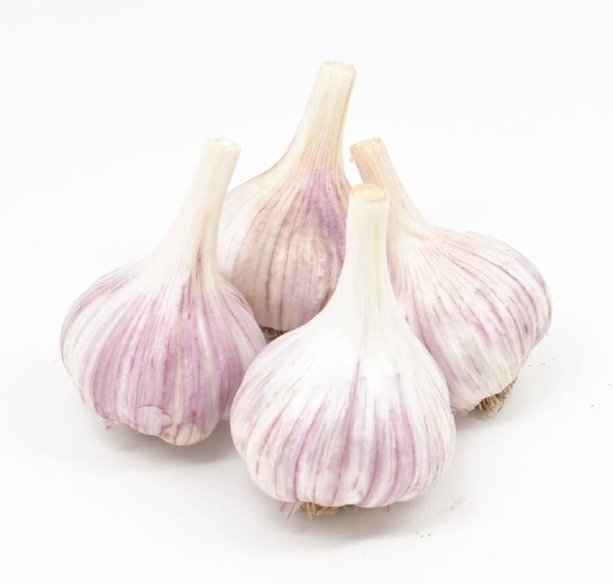 Gourmet Chesnok Purple  Garlic 3 Bulbs for Spring Planting Growing