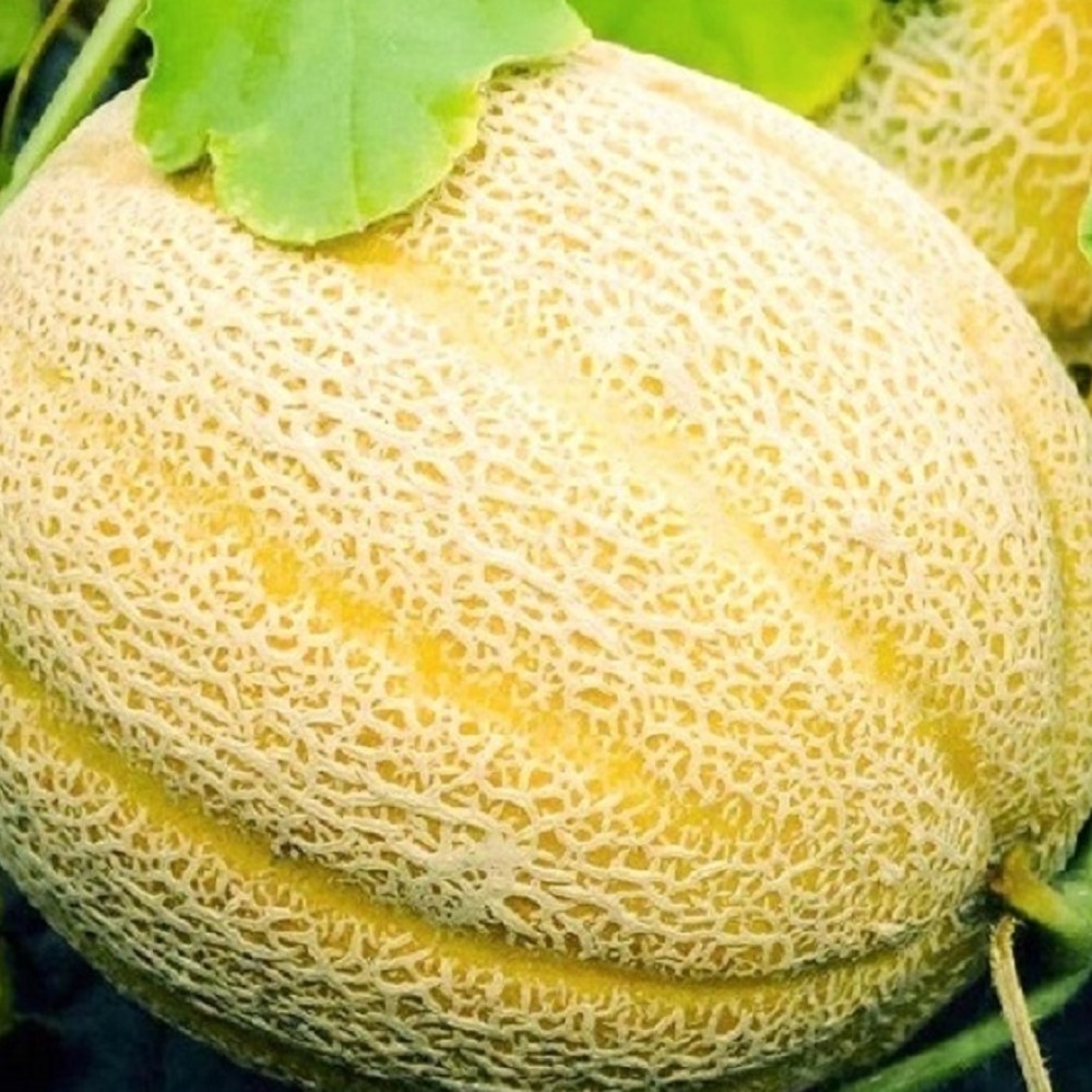 Hales Best Jumbo Cantaloupe Seeds | NON-GMO Cantaloupe Seeds |  Heirloom Seeds