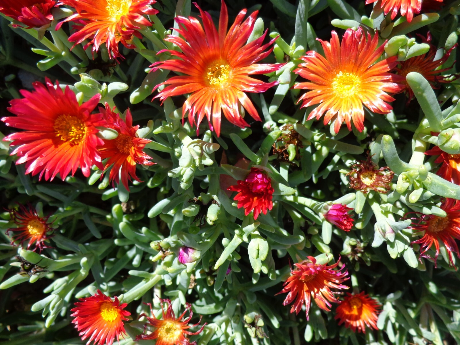 Ruby color / Coopers Hardy Ice Plant Ground cover 10 x 6\