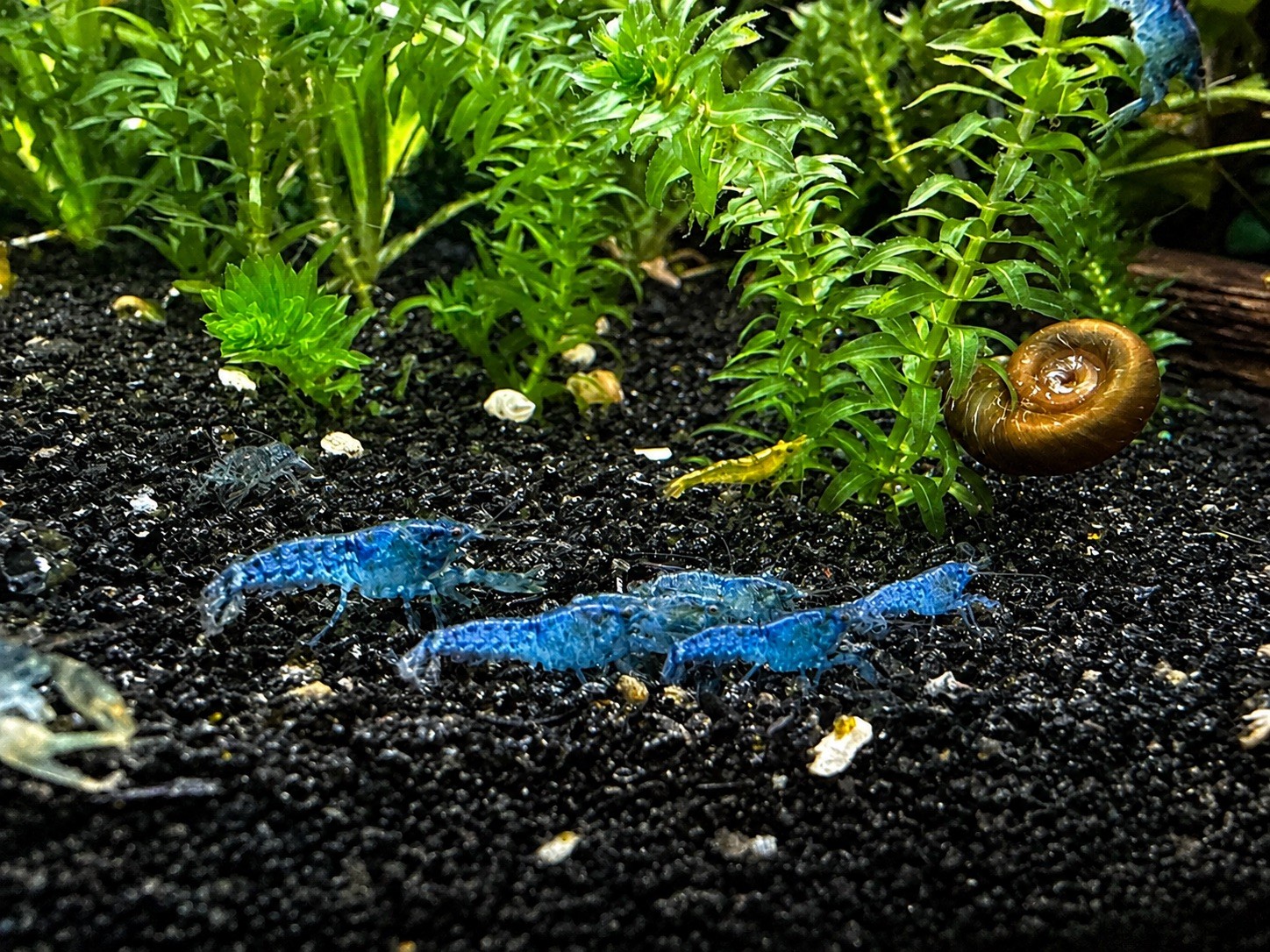 3 Blue Brazos Dwarf Crayfish Cambarellus texanus Juvenile Live Aquarium USA Bred