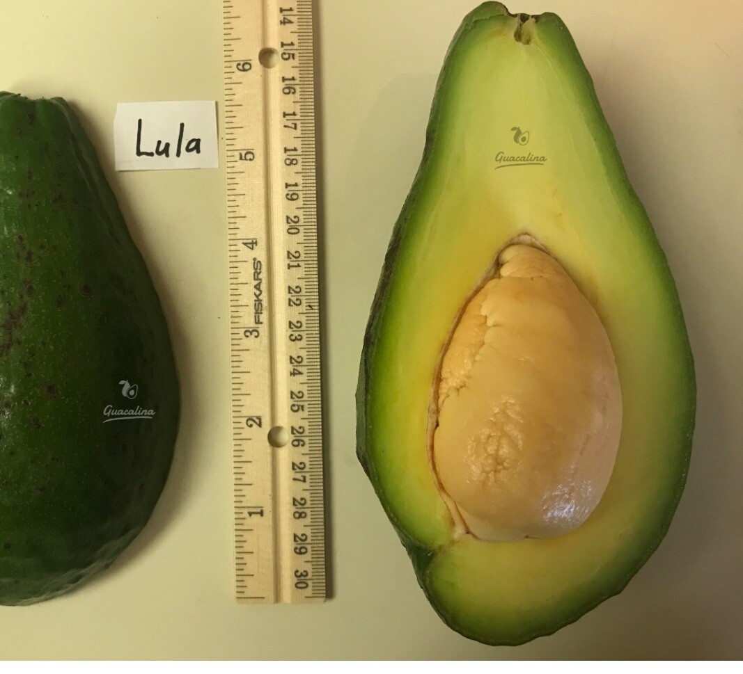 Lula Grafted Avocado Tree 2-4 Ft Tall Cold Hardy. Ship To CA&PR. Actual Pics