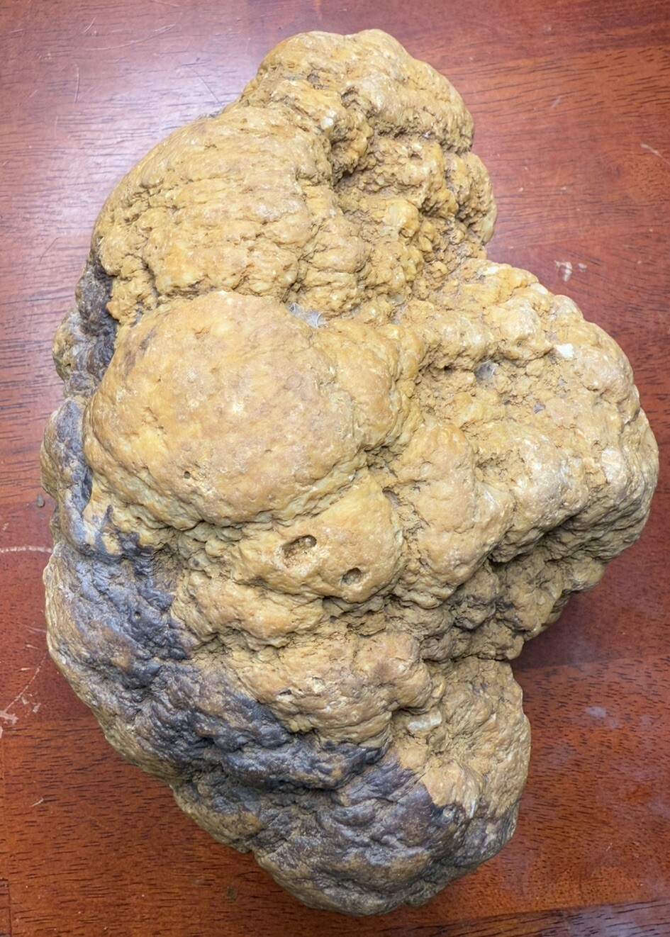 Huge Morphed Fossilized Indiana Brachiopod Geode Agate Whole 8.25 Lbs 19,140 CTs Huge Morphed Fossilized Indiana Brachiopod Geode Agate Whole 8.25 Lbs 19,140 CTs