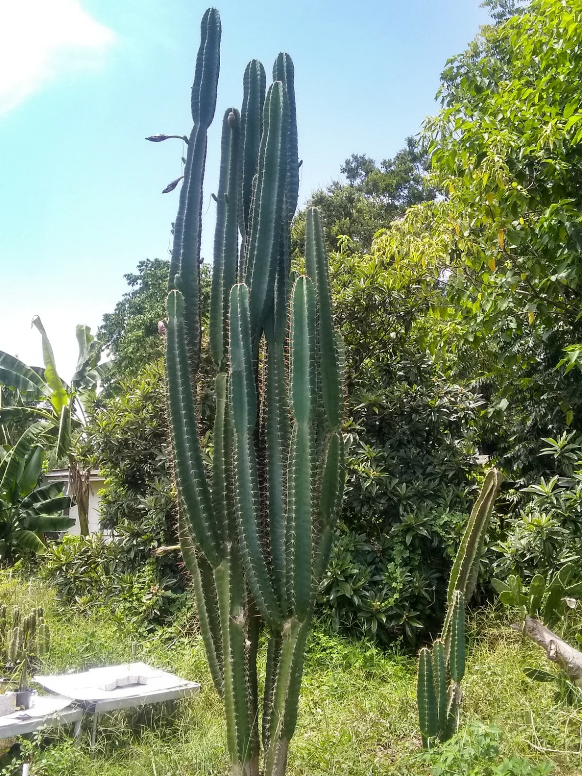 20 Cereus Peruvianus Repandus Peruvian Apple Cactus Seeds 20 Cereus Peruvianus Repandus Peruvian Apple Cactus Seeds