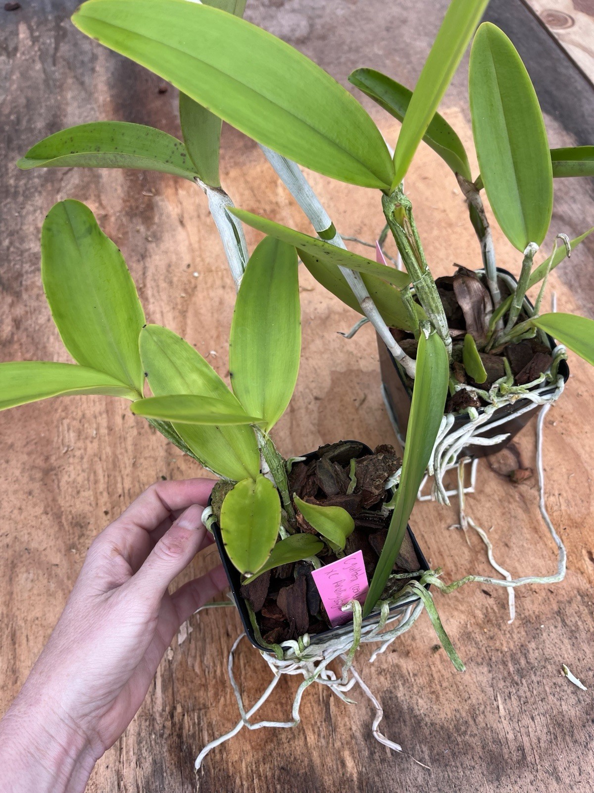 Cattleya Guttata Coerulea ‘Nice lip’ x C amethystoglossa Coerulea ‘Spotty’ 4”