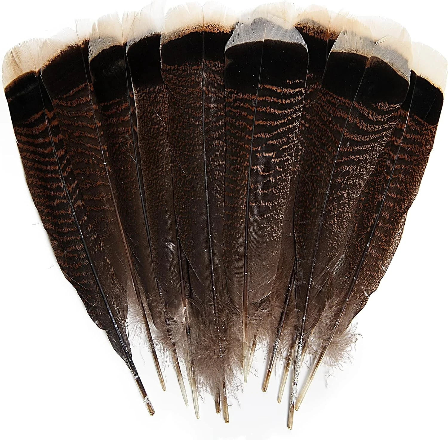 24Pcs Natural Wild Turkey Tails Feathers Quill Bulk 6-8Inch 15-20Cm for DIY Craf 24Pcs Natural Wild Turkey Tails Feathers Quill Bulk 6-8Inch 15-20Cm for DIY Craf