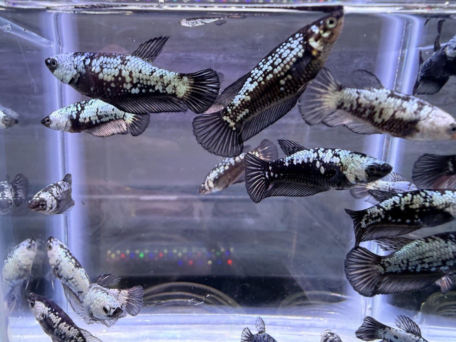 Live Betta Fish - Female Sorority HMPK Black Samurai - USA Seller .
