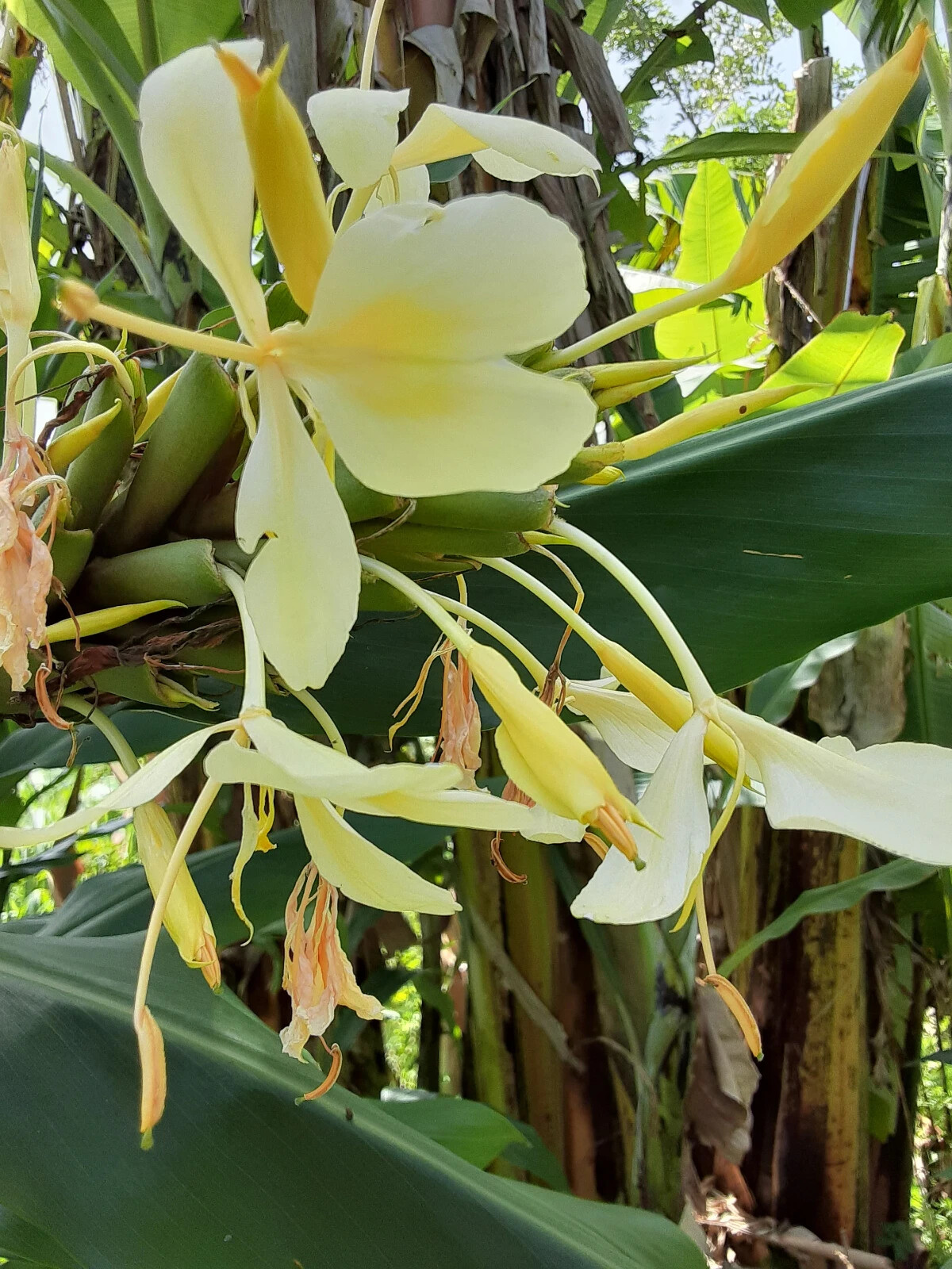 2x Yellow butterfly ginger rhizomes with stalk. Very fragrant with many flowers. 2x Yellow butterfly ginger rhizomes with stalk. Very fragrant with many flowers.
