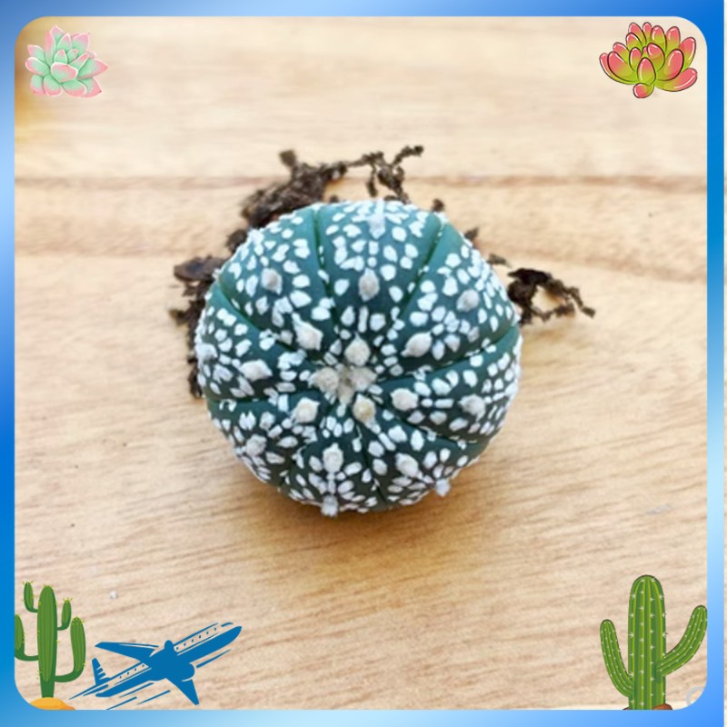 10PCS 3-4cm Astrophytum asterias RareSucculent cactus plant Garden 10PCS 3-4cm Astrophytum asterias RareSucculent cactus plant Garden