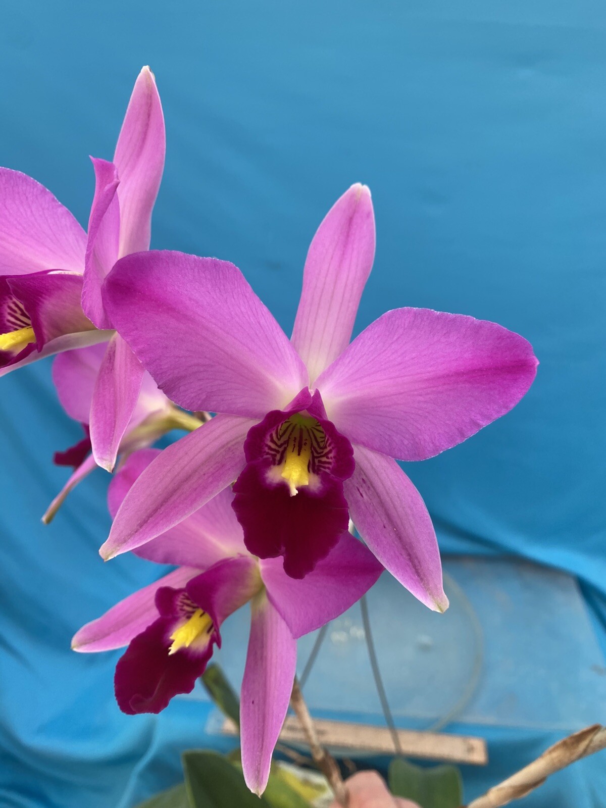 Laelia anceps ‘Ten’ HCC/AOS X ‘Ultimo’ Pink Purple White Orchid Species 4” RePot