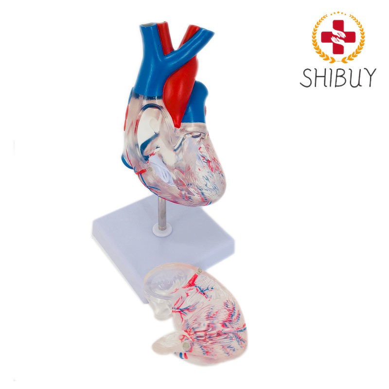 1pc Transparent Heart Model PVC Anatomical Models