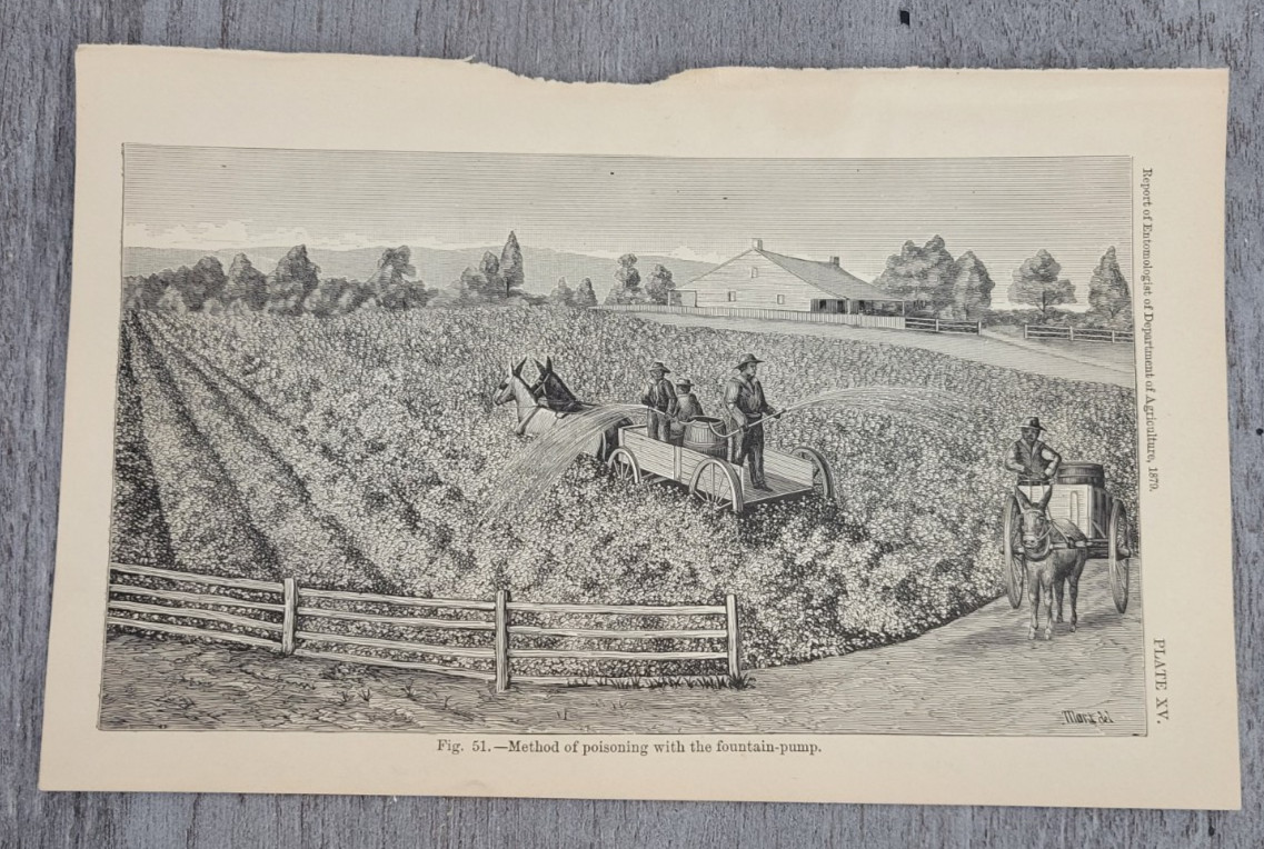 1879 METHOD OF POISONING WITH THE FOUNTAIN PUMP Insecticides Engraving Print