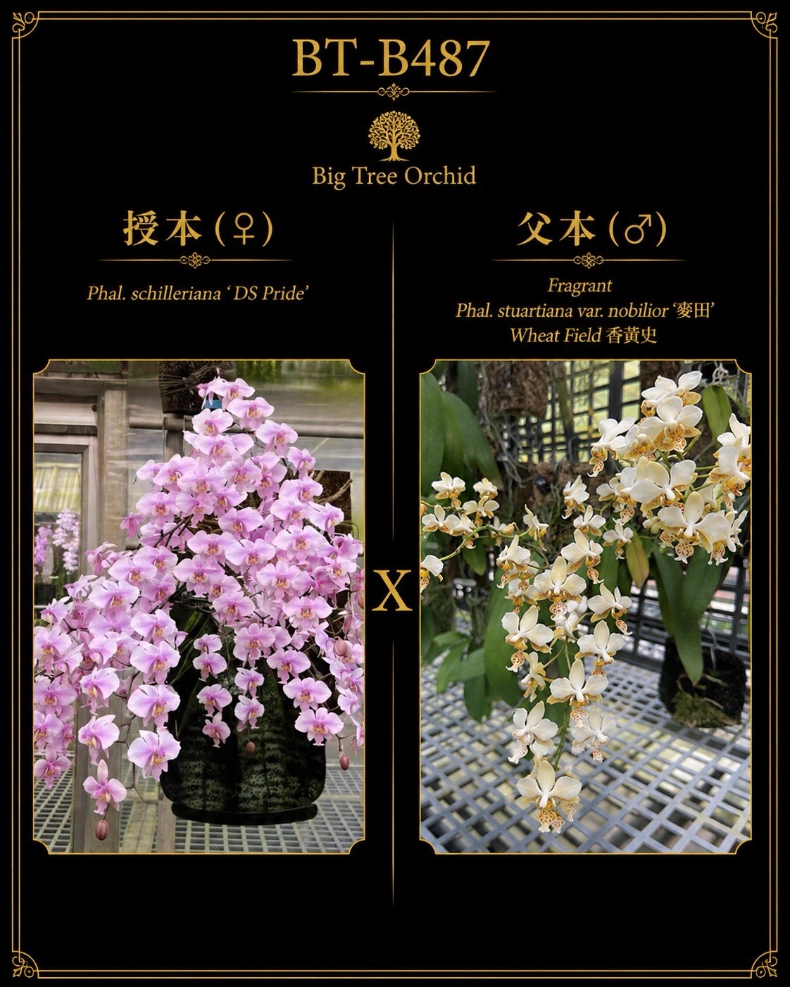 Phalaenopsis (schilleriana ‘DS’s Pride’ x stuartiana ‘麦田’)