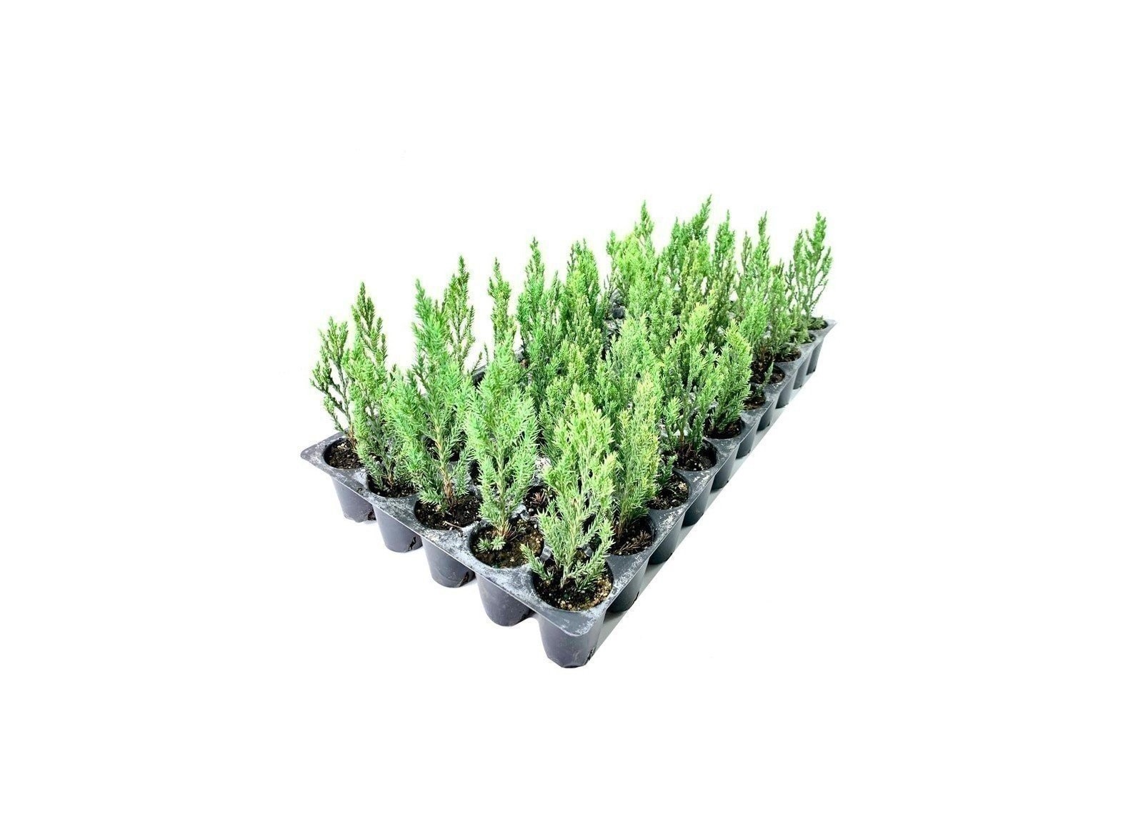 Juniper Blue Point | 2 Inch | Juniperus chinensis | Hardy Groundcover Plant