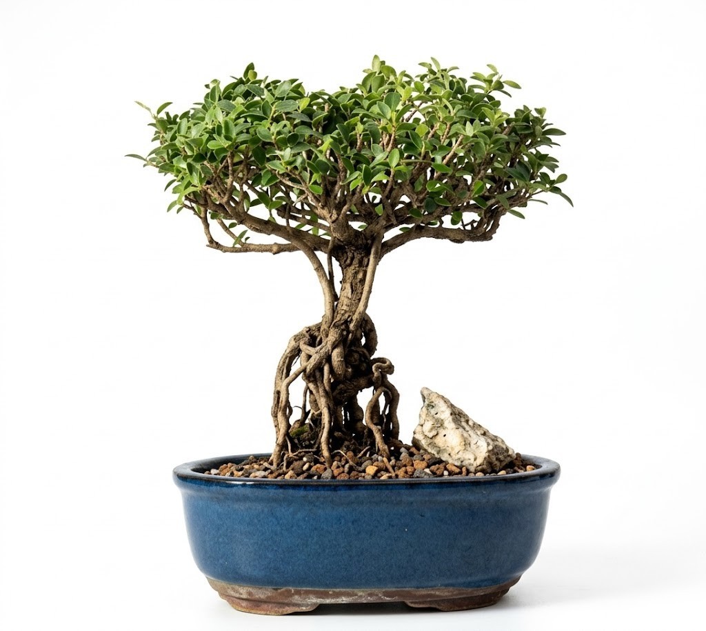 Flowering Mount Fuji Serissa Bonsai Tree 10\