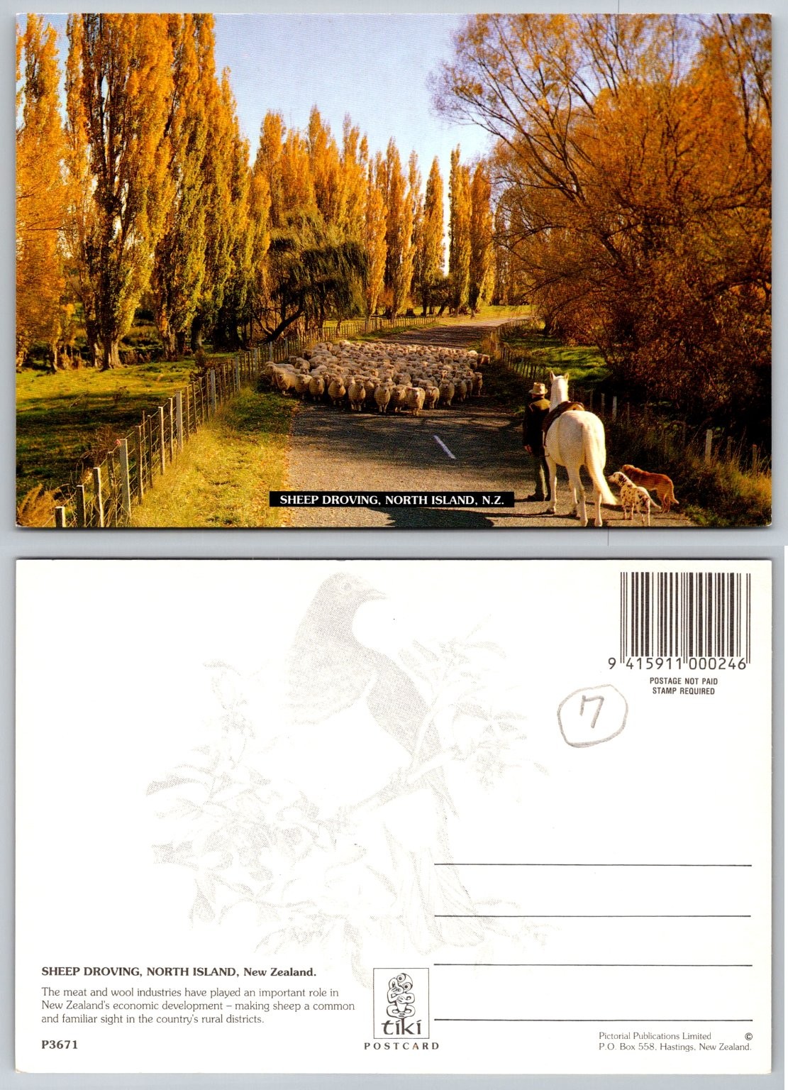 Sheep Droving North Island New Zealand Postcard Tiki Autumn Rural Scene