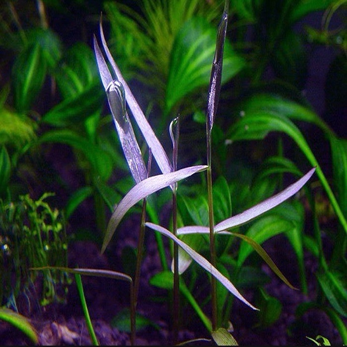 3 Stems Purple Bamboo Live Aquarium Plants FREE S/H Rare Gorgeous