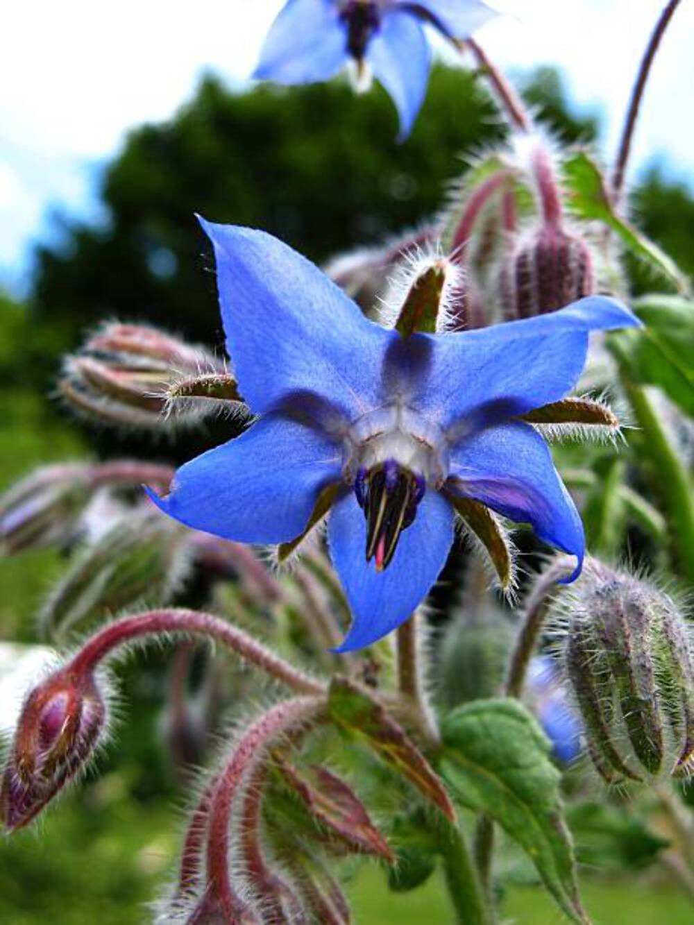 100 BORAGE SEEDS |  NON GMO HEIRLOOM 2026 EDIBLE BUTTERFLIES BEES