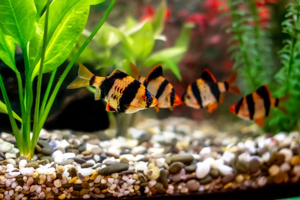 12-Pack Tiger Barbs – Live Freshwater Schooling Fish for Community Aquarium
