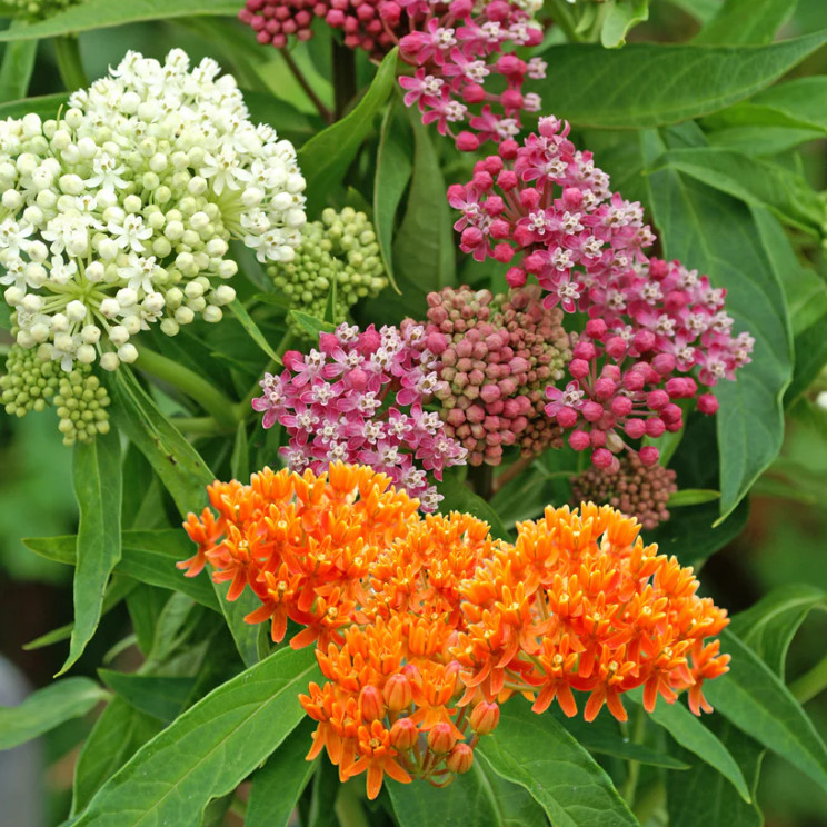 Milkweed Mix Live Plants - 2-5\ Milkweed Mix Live Plants - 2-5\