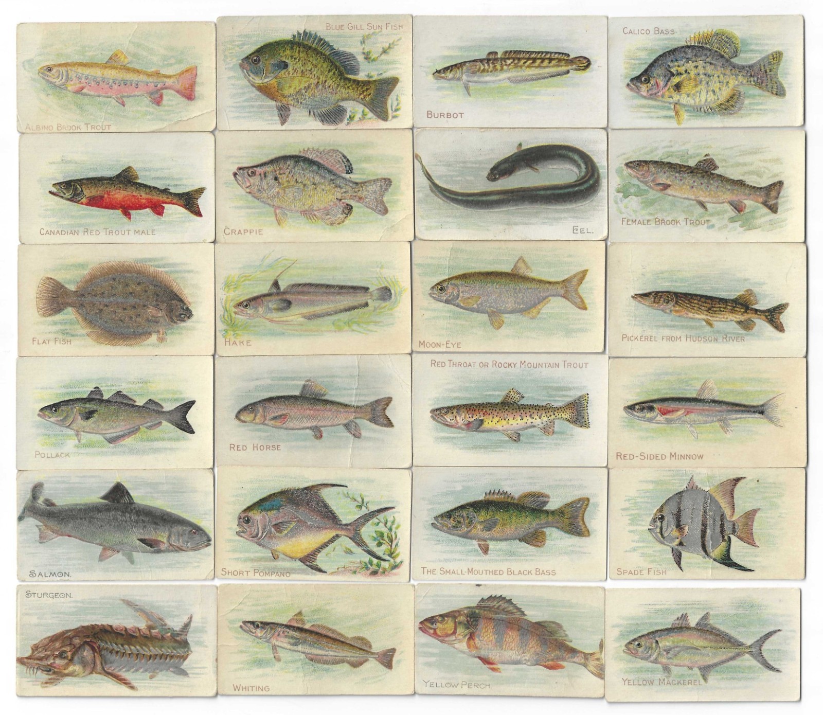 c1910's T58 Piedmont Tobacco Cards - Fish Series - 24 Different - Buy 1 or All