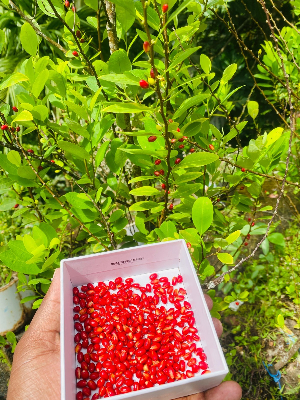 Ayurvedic novo seeds from ceylon Ayurvedic novo seeds from ceylon