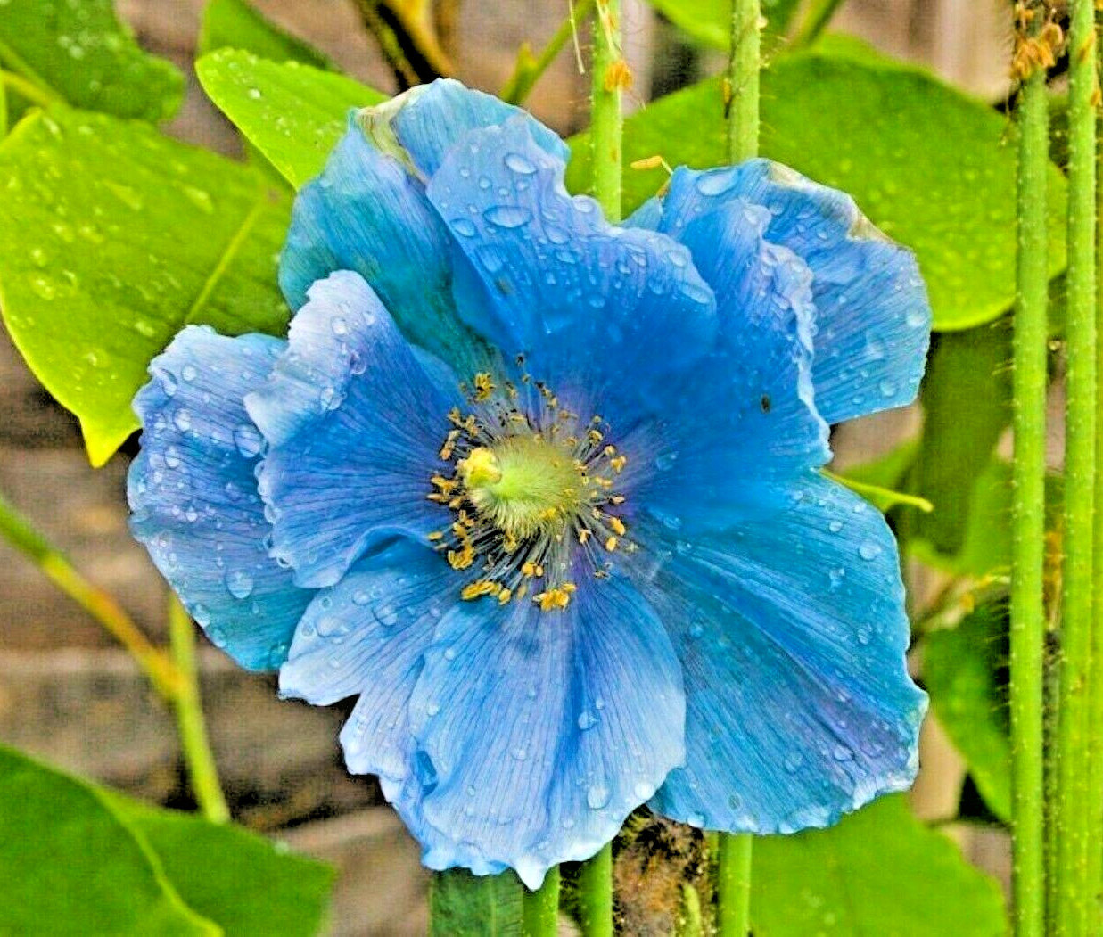 1000 Blue Poppy Himalayan Blue Meconopsis Perennial Flowering Home Garden seeds