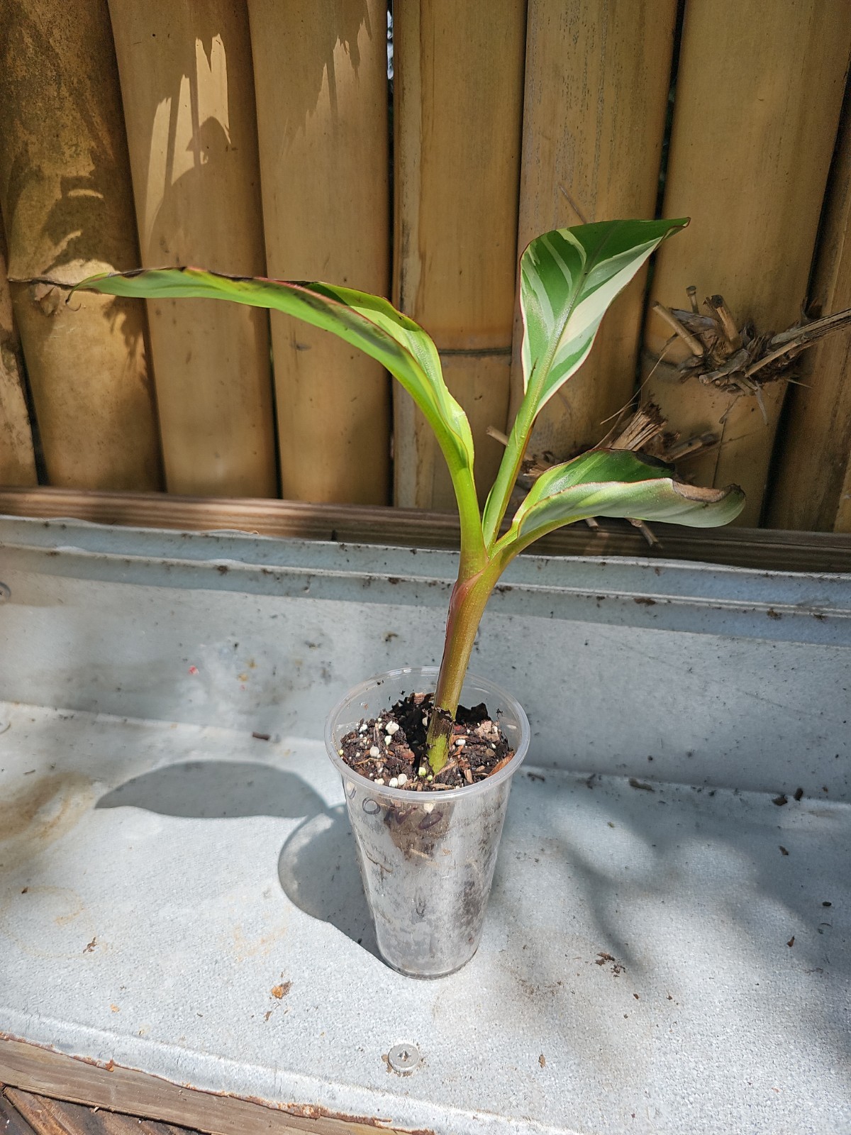 Musa NONO Hot Pink Variegated Banana Exact Plant